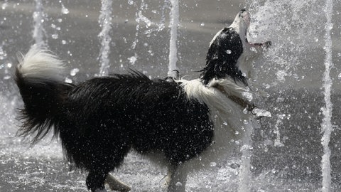 Ein Hund sucht Abkühlung bei einem Sprühbrunnen: Auch in der Region Trier leiden die Tiere an der Hitze.