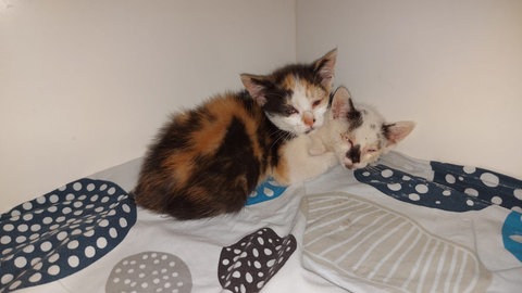 Das Tierheim in Altrich hat hohe Kosten, weil es viele kranke Katzenkinder aufgenommen hat. 