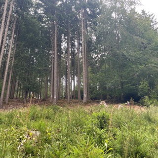 Der Wald leidet unter Hitze und Trockenheit.