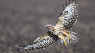 Ein Mäusebussard im Flug.
