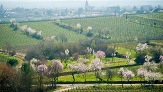 Checken Sie Ihren Wahlkreis im Wahlkreis-Check zur Landtagswahl 2021 in Rheinland-Pfalz