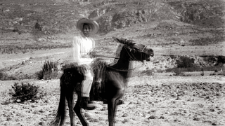 Burro in Mexico