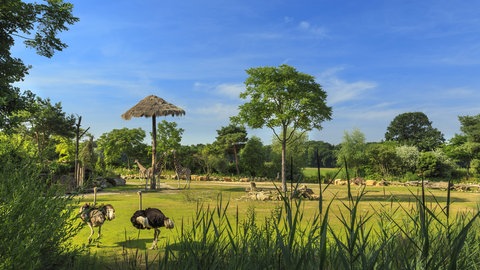 Auf der 6.000 Quadratmeter großen Kiwara-Savanne im Leipziger Zoo versammeln sich Spitzmaulnashörner, Geparden und Stachelschweine. Das Gehege soll dem natürlichen Habitat der Tiere möglichst nahe kommen. Kosten: 7,3 Millionen Euro. 