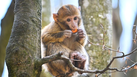 Ein Berberaffen-Jährling sitzt auf dem Affenberg in Salem auf einem Baum und nagt an einer Karotte. 