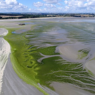 Grünalgen bei Morieux an der Côtes d’Armor in der Bretagne  Frankreich. Wenn "Ulva armoricana" in Sand und Schlick verwest, entwickelt sie hochgiftigen Schwefelwasserstoff. Die grüne Plage ist eine Folge der industriellen Landwirtschaft.