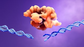 CRISPR-Cas9-Protein (orange)