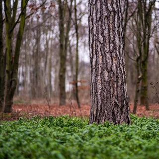 Bäume im Bois de Boulogne westlich von Paris  Frankreich