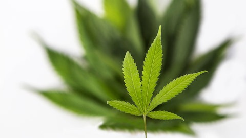 Blatt einer Hanfpflanze (Cannabis): Hanf ist weit mehr als ein Rauschmittel. Cannabis-Arzneien lindern Schmerzen. Aus Wurzeln und Blättern, Samen und Blüten werden Zusätze für Tee, Kosmetika, vegane Nahrungsmittel gewonnen. Hanffasern eignen sich außerdem als Rohstoff für das klimaschonende Bauen, für schadstoffarme Textilien und vieles mehr.
