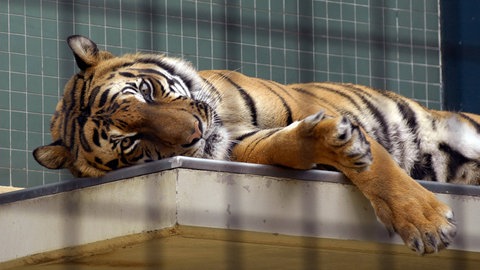 Ein Tiger im Zoologischen Garten Berlin. Das Foto stammt aus dem Jahr 2005 – heute haben sich die Bedingungen für die Tiere in Zoos oft verbessert. Kritiker bemängeln dennoch, eine artgerechte Haltung sei grundsätzlich nicht möglich, die Tiere entwickeln Verhaltensstörungen. 