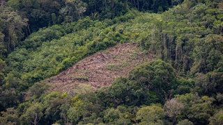 Illegale Abholzung im Amazonas-Regenwald im Bundesstaat Amazonas an der Grenze zwischen Brasilien und Kolumbien