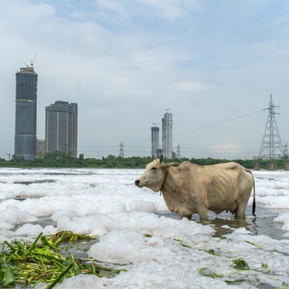 Giftiger Schaum schwimmt im Yamuna-Fluss in Neu-Delhi, der Hauptstadt Indiens. Rinder baden in dem stark verschmutzten Gewässer, das eine dicke weiße Schicht aus giftigem Schaum trägt – ein Zeichen für die hohe Wasserverschmutzung in Delhi.