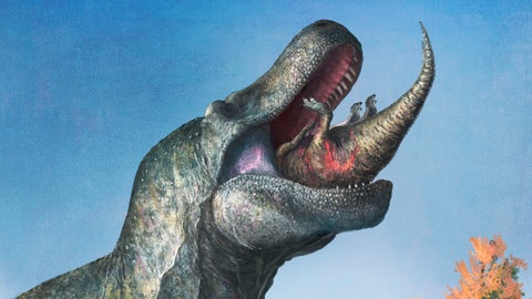 Die Illustration von Mark P. Witton zeigt einen jungen Edmontosaurus, der von einem Tyrannosaurus Rex gefressen wird. Anhand von Knochen konnten Wissenschaftler herausfinden, dass der T-Rex aktiv gejagt hat.