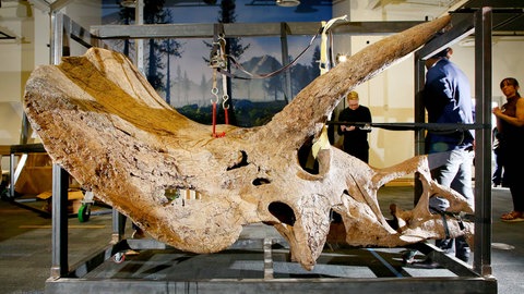 Der versteinerte Schädel von "Big John", einem Triceratops, bei der Entnahme aus einer Kiste 2023 im Glazer Children's Museum in Tampa  Florida. "Big John" wurde 2014 vom Paläontologen Walter W. Stein in der geologischen Formation Hell Creek in South Dakota entdeckt, denn auch Triceratops lebte im heutigen Nordamerika. 2021 wurde das Skelett in Paris versteigert.