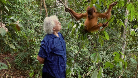 Peter Jaeggi mit einem Orang Utan