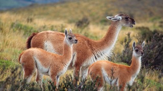 Neben zigtausenden Schafen streifen auch unzählige wildlebende Guanakos in Chile durch die patagonische Steppe in Magallanes. Dieses Bild könnte sich mit der Entwicklung der Wasserstoff-Industrie komplett verändern mit all ihren Straßen, Häfen, Windparks, Industrieanlagen, Strom- und Wasserleitungen. Außerdem müsste neuer Wohnraum für die Arbeiter und Angestellten der neuen Industrie entstehen. Der Lebensraum der Tiere ist bedroht.