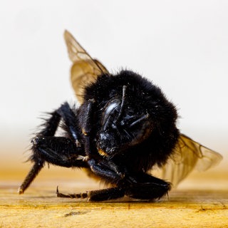 Das Insektensterben hat in Mitteleuropa alarmierende Ausmaße erreicht.