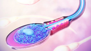 Illustration eines Spermiums: In den USA ist es gelungen, mit dem Wirkstoff YCT529 die Spermienbildung bei männlichen Mäusen zu stoppen, in Deutschland nehmen Forscher den Spermien ihren Schwung, sodass sie nicht bei der Eizelle ankommen. Und feministische Männergruppen arbeiten an Verhütungsslips und Silikonringen, um die Hoden so zu wärmen, dass sie keine Spermien produzieren. Verhütung ist nicht nur Frauensache!