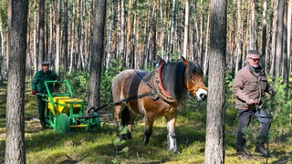 Ein Kaltblüter zieht einen kleinen Wagen durch einen Kiefernwald der Berliner Forsten. In dem Wagen, der hinter das Pferd gespannt ist, befindet sich Eichelsaatgut, das in den Boden gelegt wird. Mit dieser für den Waldboden sehr schonenden Methode werden nördlich von Wandlitz im Landkreis Barnim etwa 500 Kilogramm Eicheln ausgebracht. Durch den Waldumbau mit Laubgehölzen soll aus der Kiefermonokultur in den nächsten Jahren ein Mischwald werden: Um die Wälder zukunftsfähig zu machen, untersuchen Forscherinnen und Forscher Baumarten, die besser mit Trockenheit, Hitze und Wassermangel klarkommen. Förster bauen Fichten- und Kiefernwälder in naturnahe Mischwälder um und verzichten auf schwere Traktoren, um das Bodenleben zu schonen. 