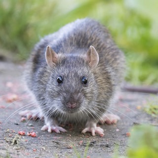 Eine junge Wanderratte (Rattus norvegicus) sitzt auf einem Pfad und schaut neugierig nach vorn: Überall, wo wir leben, sind auch Ratten. Viele finden die Tiere eklig. Wie verbreitet sind Rattenplagen? Und muss man die Ratten bekämpfen?