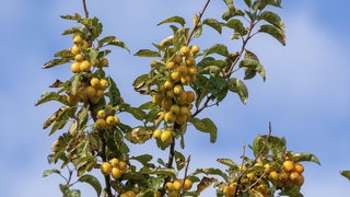 Holzapfel Baum. Apfel-Urvater ist vom Aussterben bedroht.