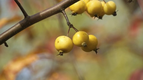 Ast mit Holzäpfeln. Apfel-Urvater ist vom Aussterben bedroht.