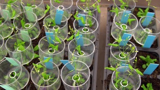Arabidopsis-thaliana Kulturen im Labor, tags: 