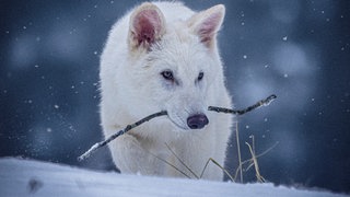 Ein Exemplar des ausgestorbenen Dire Wolf, der von der US-Firma beinahe wiedererweckt wurde.
