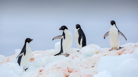 Pinguinexkremente und Pinguine in der Antarktis. 