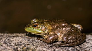 Der Nordamerikanischen Ochsenfrosch breitet sich im Raum Karlsruhe immer weiter aus.