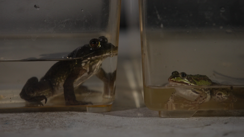 Ochsenfrosch und einheimischer Wasserfrosch gegenübergestellt. Der Ochsenfrosch ist deutlich größer.