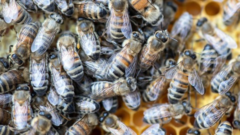 Ein Schwarm Bienen auf einem Bienenstock. Bienen haben ein unterschiedliches Stechverhalten.
