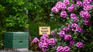 Bienen stechen nach einer neuen Studie unterschiedlich rasch zu. Sie haben ein individuellen Stechverhalten.