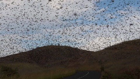 Heuschrecken sind eigentlich Einzelgänger. Doch um auch in Schwärmen Nahrung finden zu können, passen Heuschrecken ihren Geruchssinn an. Das Forschende haben nun herausgefunden..  Heuschreckenschwarm in Madagaskar