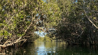 Mangroven haben sich an das Leben im Salzwasser der Küsten angepasst.