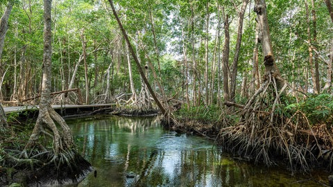 Mangroven gibt es eigentlich nur im Bereich der Meeresküste. Doch in Mexiko gibt es rund 200 Kilometer von der Küste entfernt, einen seit über 100.000 Jahren bestehenden Mangrovenwald.