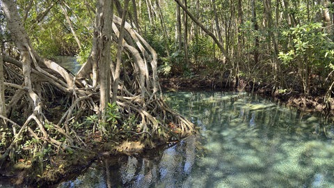 Das einzigartige Ökosystem ist seit 100.000 Jahren "in der Zeit gefangen." (Süßwasserquelle in Mangrovenwald, Mexiko)
