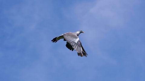 Die im REM-Schlaf aktiven Hirnareale deuten darauf, dass Tauben vielleicht sogar vom Fliegen träumen. Es konnte eine Aktivität in den gleichen Hirnarealen festgestellt werden, die normalwerweise im Wachzustand beim Flug aktiv sind.