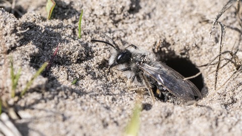 Eine Wildbiene, die im Gegensatz zu anderen Bienen nicht im Garten, sondern im Sand nistet. Genauer gesagt handelt es sich um eine Sandbiene.