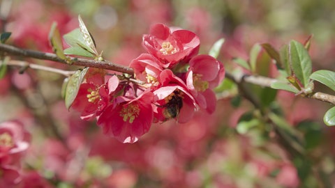 Eine Wildbiene landet auf der Blüte einer Zierquitte. Verschiedene Pflanzen im Garten sind besonders wichtig für die Artenvielfalt unter Bienen.