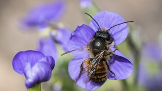Eine Biene oder Wildbiene landet auf einer Blume im Garten. 
