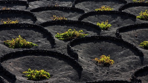 Weinanbau in Trockenbaumethode auf vulkanischer Asche, La Geria  Lanzarote