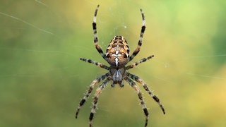 Kreuzspinne im Netz: Spinnen haben nach heutigem Stand keine Ohren. Sie können trotzdem im weitesten Sinn so etwas wie "hören".