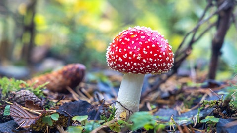 Ein Fliegenpilz mit weißen Punkten auf der roten Kappe wächst im Wald: Pilze haben weder Blätter noch Nadeln, denn sie haben einen ganz anderen Stoffwechsel als Pflanzen. Und ihr Zellaufbau ist anders als der von Tieren. Pilze bilden neben Tieren und Pflanzen ein eigenes Reich.