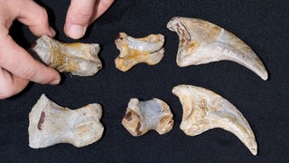 Handknochen von einem Plateosaurus
