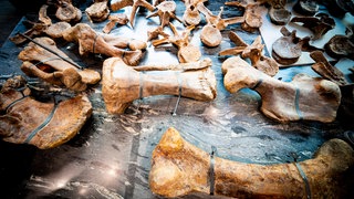 Die Knochen von "Big John", einem Triceratops, wurden 2021 in Paris versteigert. Das Skelett ist über 66 Millionen Jahre alt.