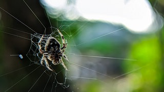 Die Darwin-Rindenspinne ist eine Radspinne, die die größten bekannten Radnetze mit einer Größe von 900 bis 28.000 Quadratzentimetern produziert. Die Ankerfäden können eine Länge von bis zu 25 Metern erreichen. Die Spinne wurde 2009 auf Madagaskar im Andasibe-Mantadia-Nationalpark entdeckt.