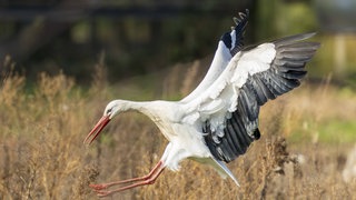 Ein Weißstorch (Ciconia ciconia) setzt zur Landung an: Woher die Vögel wissen, wann sie aus Afrika zurückkommen müssen, ist noch unbekannt. Die Störche haben wohl eine Jahresrhythmik, die ihnen ungefähr sagt, wann sie kommen sollen.