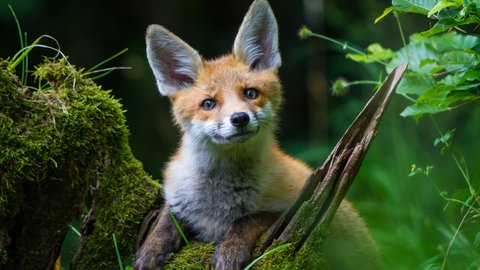 Fuchs lehnt sich neugierig über ein Geäst im Wald. Füchse sind die bekanntesten Wirte des Fuchsbandwurms. Die Infektionszahlen in Europa sind laut einer neuen Studie höher als bisher angenommen.