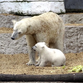 Das Karlsruher Eisbär-Baby Mika mit seiner Mama Nuka
