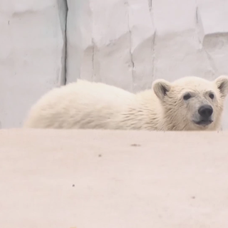 Eisbär-Baby Mika